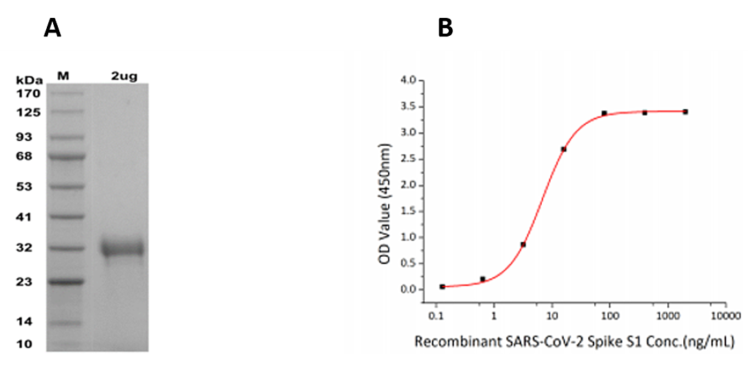 Białka do badań COVID-19 SARS-CoV-2