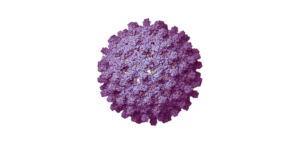 HBV virus