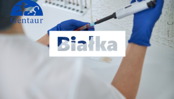 Białka, czyli główny budulec wszystkiego.