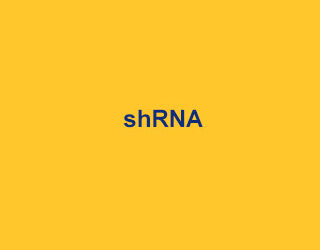 Abbexa Interferencja RNA shRNA