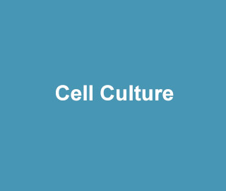 AthenaES Cell Culture