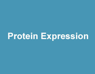 Protein Expression
