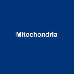 AATBio Mitochondria