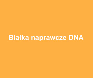 Białka naprawcze DNA