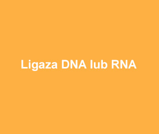 Ligaza DNA lub RNA
