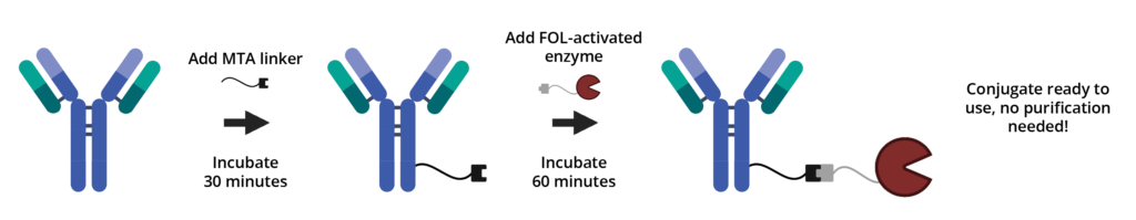 Przepływ pracy zestawu do znakowania przeciwciał Buccutite™ Peroxidase (HRP) Antibody Labeling Kit (rysunek narysowany w programie BioRender).