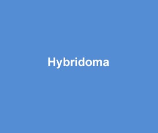 Hybridoma