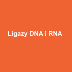 ABM Ligazy DNA i RNA
