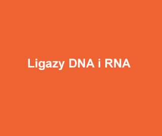 ABM Ligazy DNA i RNA