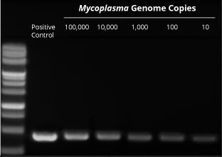 Zestaw do detekcji Mycoplasma PCR firmy ABM może wykryć próbki zawierające zaledwie 10 kopii genomu Mycoplasma