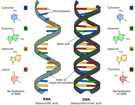 Budowa DNA - adeniny, guaniny, cytozyny i tyminy - Struktura DNA - Klucz - Oznaczone