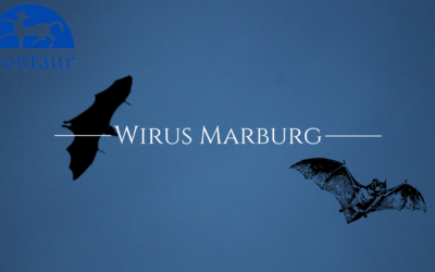 Wirus Marburg oraz choroba Marburska - Czym jest wirus Marburg