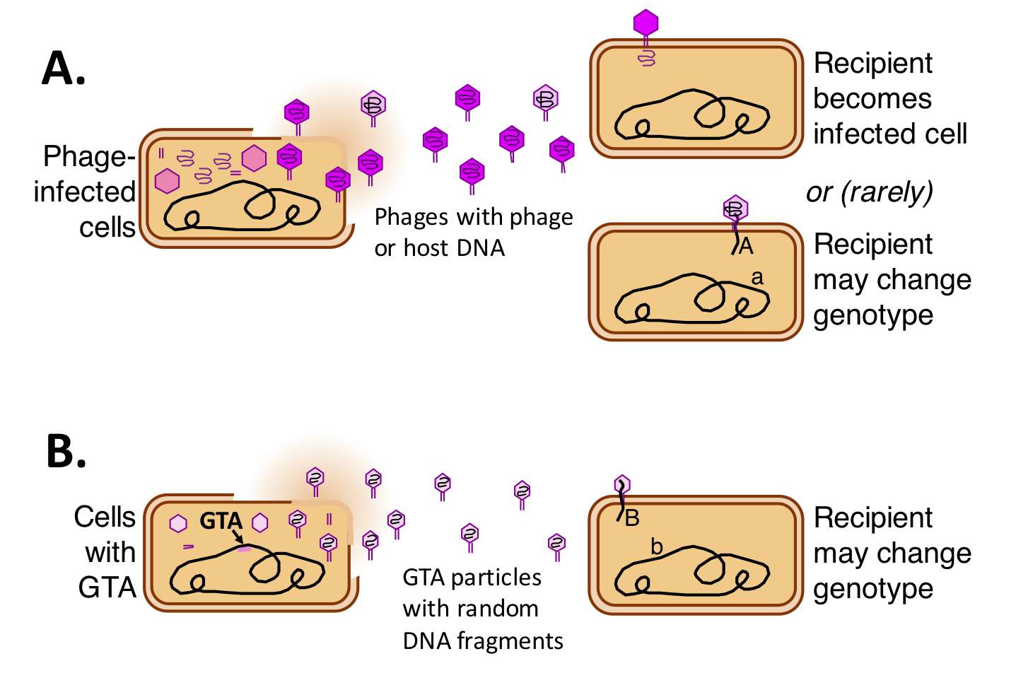 Phage and GTA