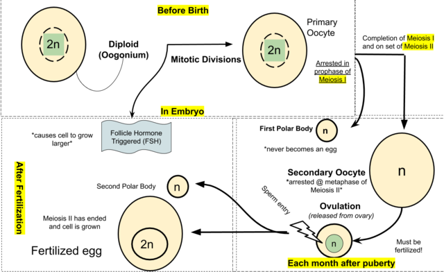 Na obrazku widoczne jest znaczenie mejozy w oogenezie – powstawaniu komórek jajowych. Widoczne jest powstawanie komórki jajowej oraz ciał polarnych.