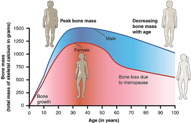 Na ilustracji widoczny jest wpływ wieku oraz menopauzy na spadek masy kostnej w przestrzeni lat.