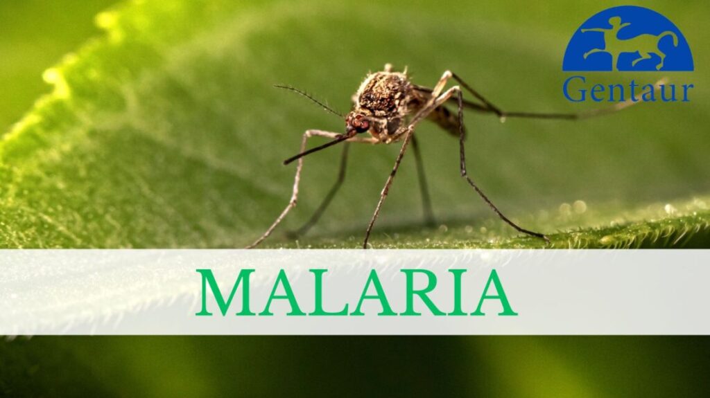 Malaria - wciąż realne zagrożenie