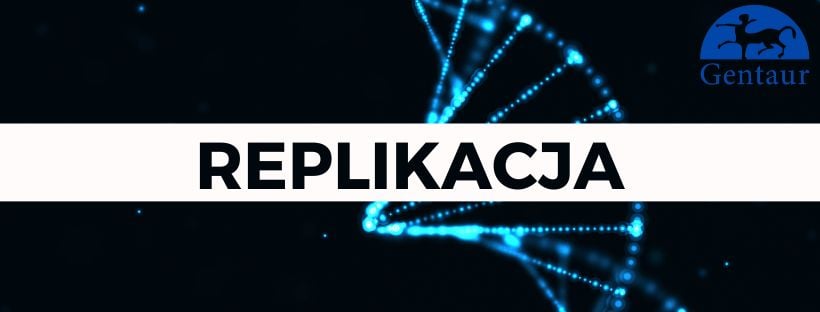 Replikacja – działanie w DNA