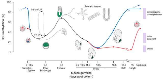 CpG_methylation_in_mouse_development