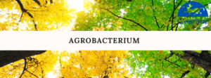 agrobacterium