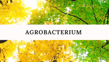 agrobacterium