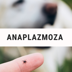 ANAPLAZMOZA