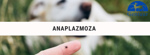 ANAPLAZMOZA