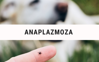 ANAPLAZMOZA