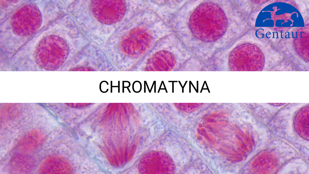 CHROMATYNA__