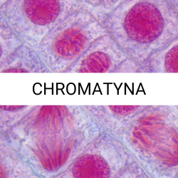 CHROMATYNA__