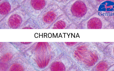 CHROMATYNA__