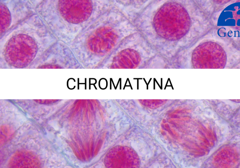 CHROMATYNA__